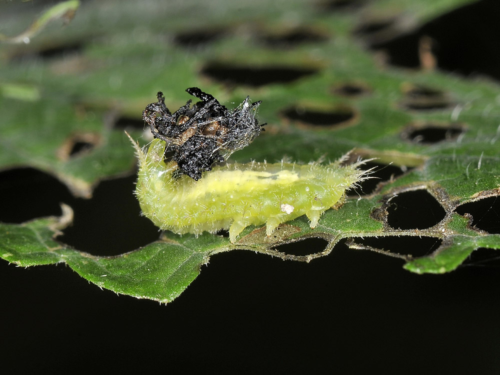 Cassida viridis? (chrysomelidae) prove di equilibrismo